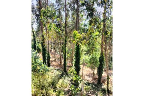 Terra a Luso, Aveiro, Luso - € 29.500 | Ref: SÒL_434 - foto 5