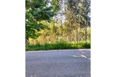 Terra a Luso, Aveiro, Luso - € 29.500 | Ref: SÒL_434 - foto 8