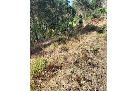 Terra a Luso, Aveiro, Luso - € 29.500 | Ref: SÒL_434 - foto 12