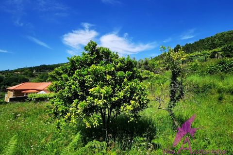 Helårsgrund i Amonde, Viana do Castelo, Amonde - € 100.000 | Ref: 43/2025 - foto 5