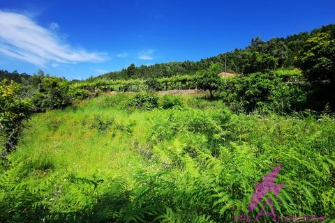 Helårsgrund i Amonde, Viana do Castelo, Amonde - € 100.000 | Ref: 43/2025 - foto 9