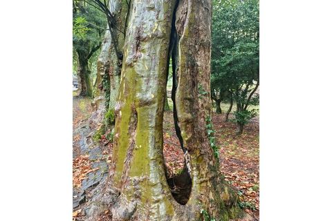 Farm i Sintra, Lisbon, Sintra - € 16.500.000 | Ref: MAS_70 - foto 49