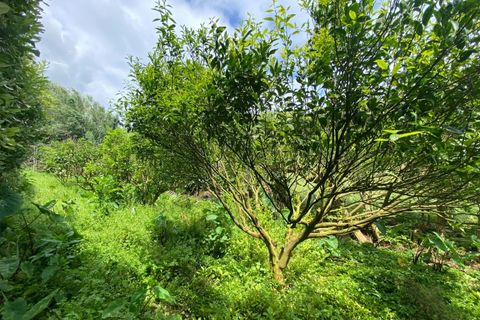 Terra a Lagoa, Sao Miguel, Lagoa - € 139.000 | Ref: 1360 - foto 9