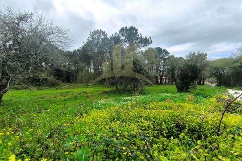 Helårsgrund i Viana do Castelo, Viana do Castelo, Viana do Castelo - € 109.000 | Ref: SG-0076 - foto 2