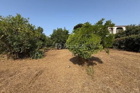 Terra a Nettuno, Rome, Nettuno - € 60.000 | Ref: AB620 - foto 15