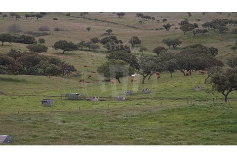 Landejendom i Ourique, Beja, Ourique - € 2.450.000 | Ref: PT03Q-0574 - foto 27