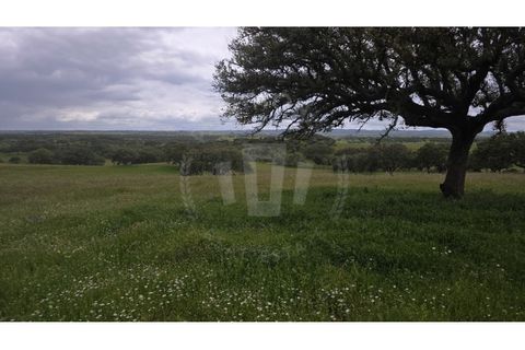 Landejendom i Ourique, Beja, Ourique - € 2.450.000 | Ref: PT03Q-0574 - foto 31