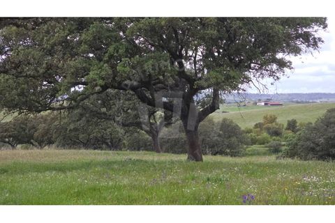Landejendom i Ourique, Beja, Ourique - € 2.450.000 | Ref: PT03Q-0574 - foto 32