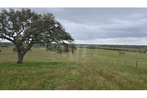 Landejendom i Ourique, Beja, Ourique - € 2.450.000 | Ref: PT03Q-0574 - foto 33