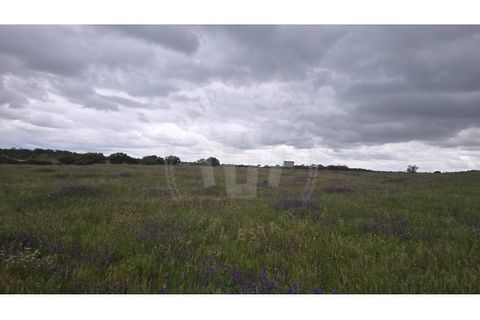 Landejendom i Ourique, Beja, Ourique - € 2.450.000 | Ref: PT03Q-0574 - foto 34