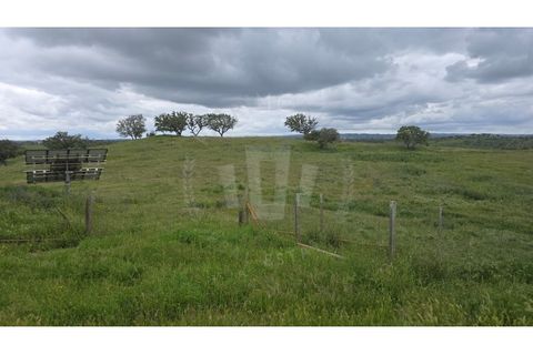 Landejendom i Ourique, Beja, Ourique - € 2.450.000 | Ref: PT03Q-0574 - foto 37