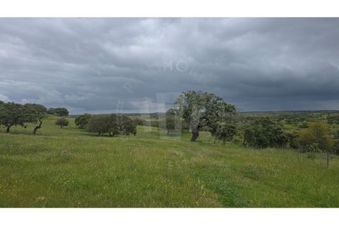 Landejendom i Ourique, Beja, Ourique - € 2.450.000 | Ref: PT03Q-0574 - foto 38