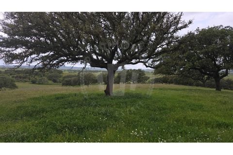 Landejendom i Ourique, Beja, Ourique - € 2.450.000 | Ref: PT03Q-0574 - foto 44