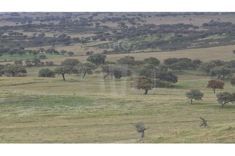 Landejendom i Ourique, Beja, Ourique - € 2.450.000 | Ref: PT03Q-0574 - foto 46