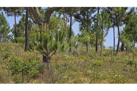 Landejendom i Sines, Setubal, Sines - € 2.000.000 | Ref: PT03Q-0591 - foto 6