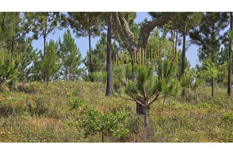 Landejendom i Sines, Setubal, Sines - € 2.000.000 | Ref: PT03Q-0591 - foto 7