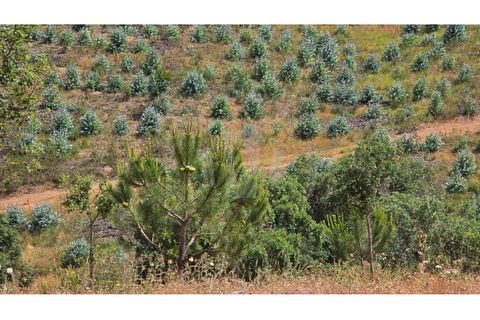 Landejendom i Sines, Setubal, Sines - € 2.000.000 | Ref: PT03Q-0591 - foto 16