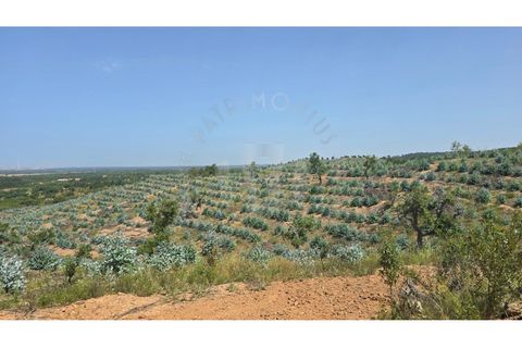 Landejendom i Sines, Setubal, Sines - € 2.000.000 | Ref: PT03Q-0591 - foto 17