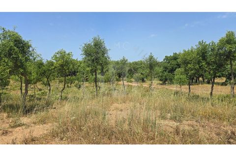 Landejendom i Sines, Setubal, Sines - € 2.000.000 | Ref: PT03Q-0591 - foto 45