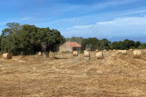 Farm i Sines, Setubal, Sines - € 820.000 | Ref: PT03Q-0631 - foto 8
