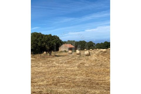 Farm i Sines, Setubal, Sines - € 820.000 | Ref: PT03Q-0631 - foto 12