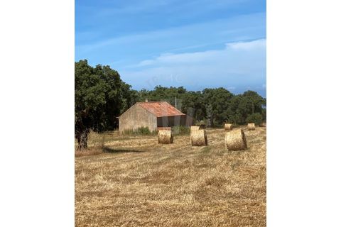 Farm i Sines, Setubal, Sines - € 820.000 | Ref: PT03Q-0631 - foto 13