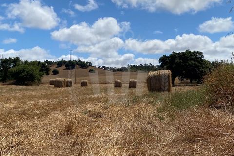Farm i Sines, Setubal, Sines - € 820.000 | Ref: PT03Q-0631 - foto 25
