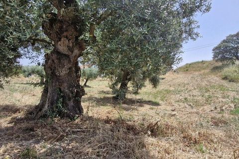 Helårsgrund i Rio Maior, Santarem, Rio Maior - € 66.000 | Ref: 145157 - foto 11