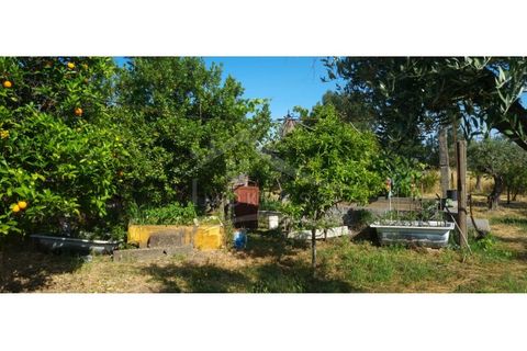 Terra a Alcains, Castelo Branco, Alcains - € 150.000 | Ref: TER_156 - foto 37