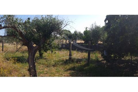 Terra a Alcains, Castelo Branco, Alcains - € 150.000 | Ref: TER_156 - foto 49