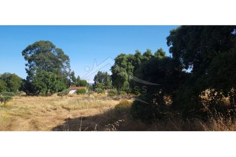 Terra a Alcains, Castelo Branco, Alcains - € 150.000 | Ref: TER_156 - foto 50