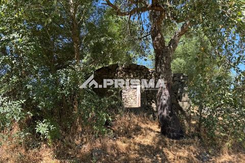 Helårsgrund i Castelo Branco, Castelo Branco, Castelo Branco - € 32.500 | Ref: PP4602 - foto 4