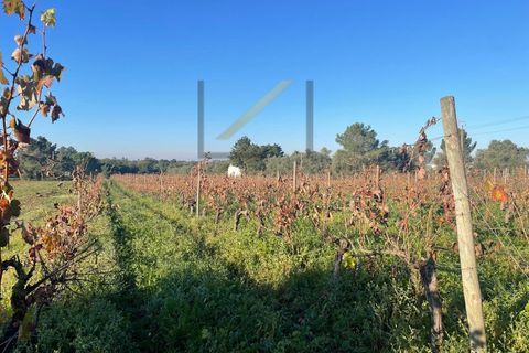 Helårsgrund i Quinta do Anjo, Setubal, Quinta do Anjo - € 200.000 | Ref: 1048 MD - foto 3