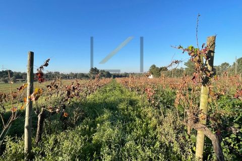 Helårsgrund i Quinta do Anjo, Setubal, Quinta do Anjo - € 200.000 | Ref: 1048 MD - foto 4