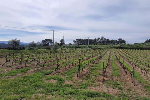 Terra a Santar e Moreira, Viseu, Santar e Moreira - € 65.000 | Ref: C0203-02188 - foto 4