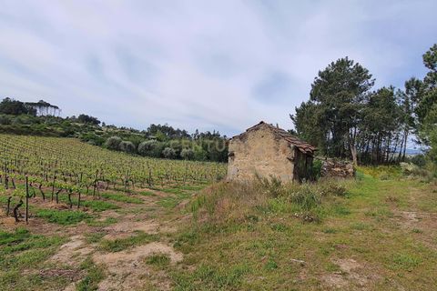 Terra a Santar e Moreira, Viseu, Santar e Moreira - € 65.000 | Ref: C0203-02188 - foto 5