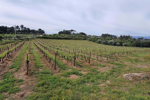 Terra a Santar e Moreira, Viseu, Santar e Moreira - € 65.000 | Ref: C0203-02188 - foto 6