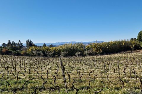 Terra a Santar e Moreira, Viseu, Santar e Moreira - € 65.000 | Ref: C0203-02188 - foto 8