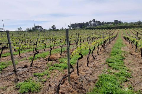 Terra a Santar e Moreira, Viseu, Santar e Moreira - € 65.000 | Ref: C0203-02188 - foto 9