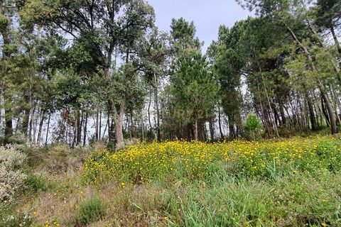 Terra a Santar e Moreira, Viseu, Santar e Moreira - € 65.000 | Ref: C0203-02188 - foto 10