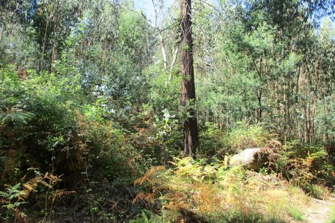 Helårsgrund i Barcelos, Braga, Barcelos - € 500.000 | Ref: 254210179 - foto 3