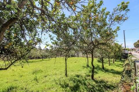 Helårsgrund i Barcelos, Braga, Barcelos - € 98.000 | Ref: 254240338 - foto 9