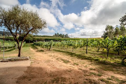Helårsgrund i Barcelos, Braga, Barcelos - € 215.000 | Ref: 254240341 - foto 12