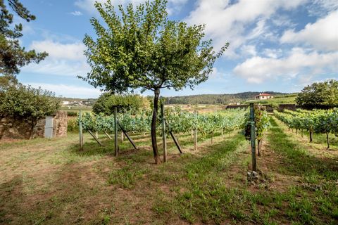 Helårsgrund i Barcelos, Braga, Barcelos - € 215.000 | Ref: 254240341 - foto 17