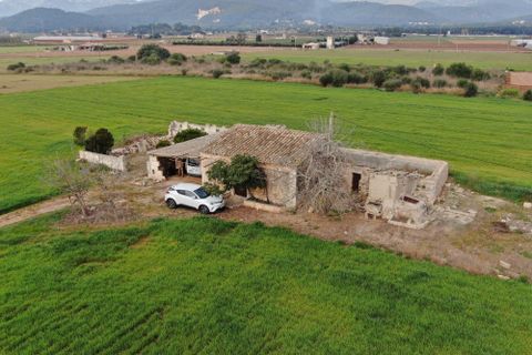 Terra a Sa Pobla, Mallorca, Sa Pobla - € 160.000 | Ref: 734830 - foto 7