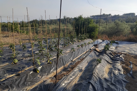 Finca i Mora La Nova, Tarragona, Mora La Nova - € 70.000 | Ref: Su - foto 18