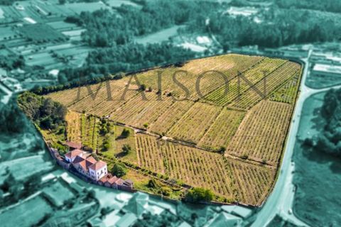 Farm i Ponte de Lima, Viana do Castelo, Ponte de Lima - € 1.800.000 | Ref: MP-EF-Q-242 - foto 9