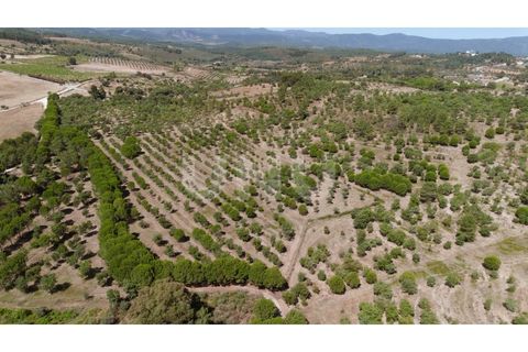 Landejendom i Castelo Branco, Castelo Branco, Castelo Branco - € 850.000 | Ref: UNU.I.1951.12555 - foto 3