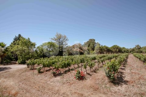 Landejendom i Castelo Branco, Castelo Branco, Castelo Branco - € 850.000 | Ref: UNU.I.1951.12555 - foto 29