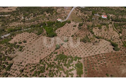 Landejendom i Castelo Branco, Castelo Branco, Castelo Branco - € 850.000 | Ref: UNU.I.1951.12555 - foto 33